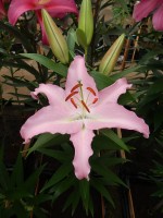 [4227 X Factor No102.JPG]